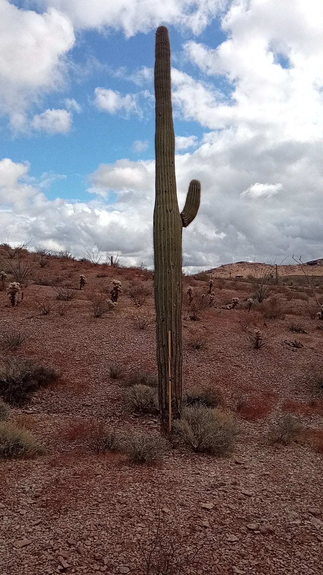 How tall are saguaro cacti?