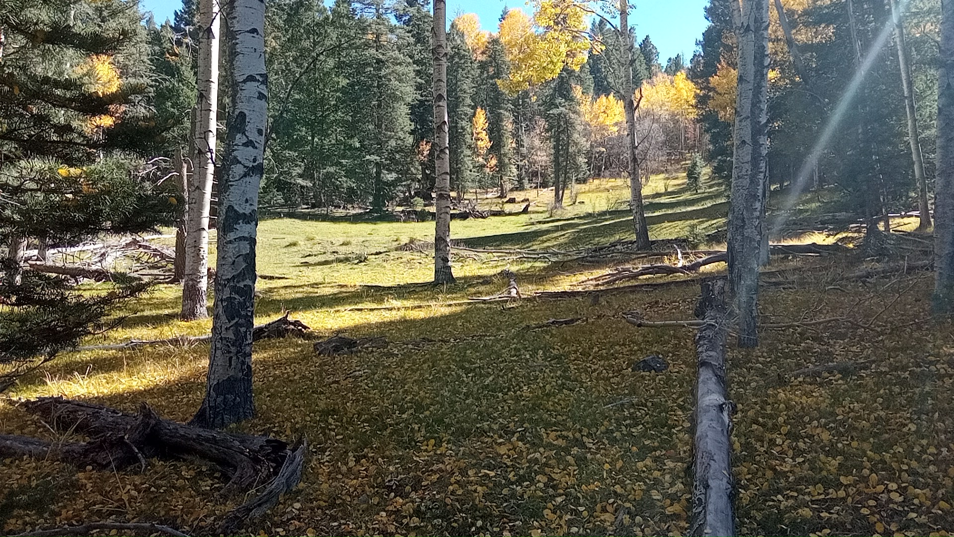 aspens