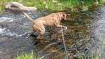 Muffin in Whitewater Creek