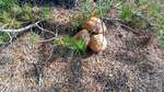 bolete?